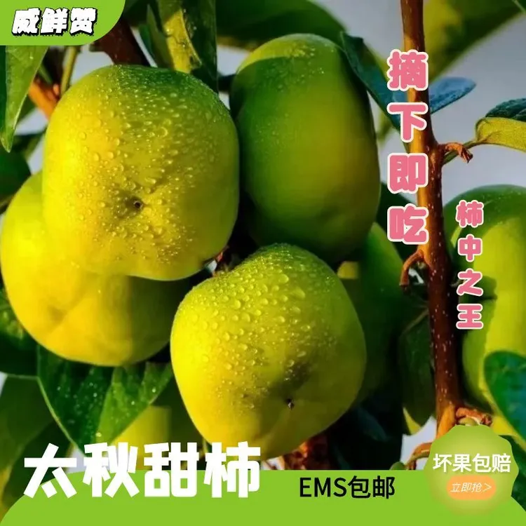 现摘农家自种新鲜太秋甜柿巧克力脆柿酥脆多汁应季水果