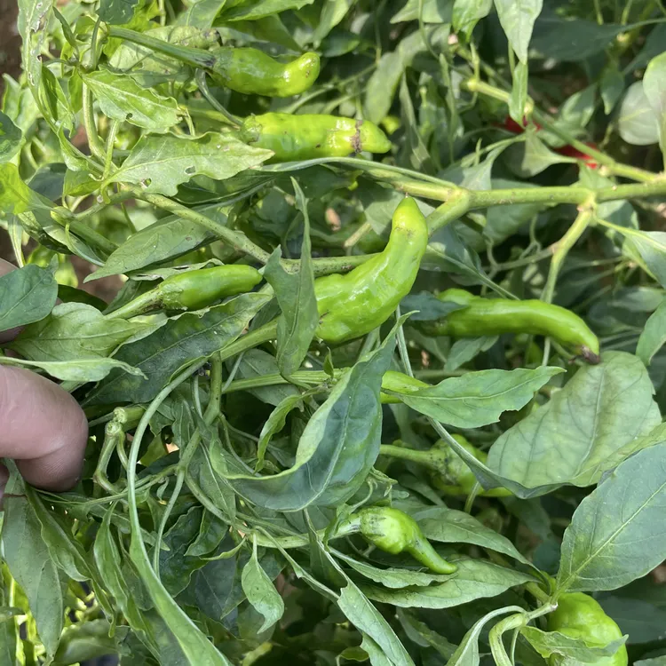 湖南洞庭湖畔益阳农家自种扯树辣椒