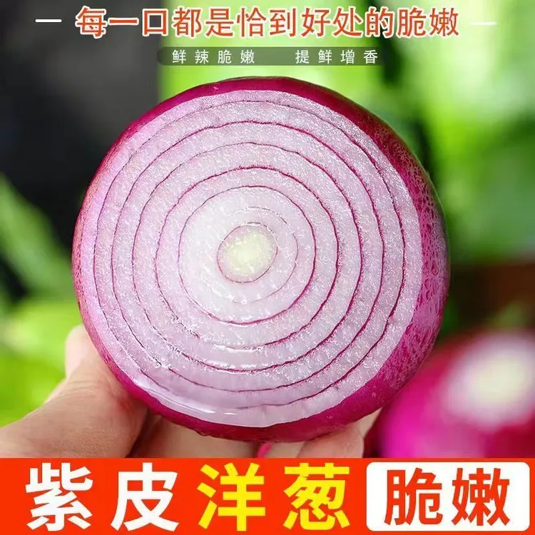 当季脆皮紫皮红皮洋葱新鲜现挖可生吃炒菜凉拌的紫皮水果洋葱蔬菜