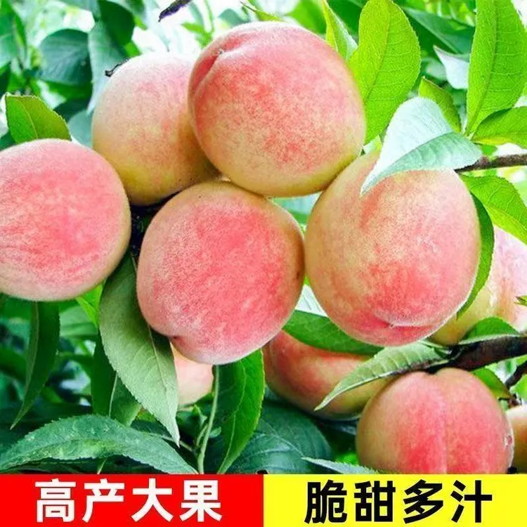 水蜜桃树苗正宗嫁接果大桃子苗盆栽地栽南方种植批发