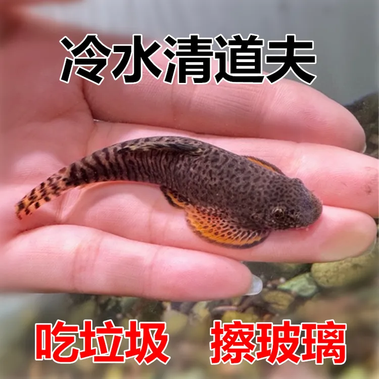 双吸盘吸鳅 冷水清道夫 工具鱼 清洁鱼 清理鱼缸残渣粪便龟粪鱼粪