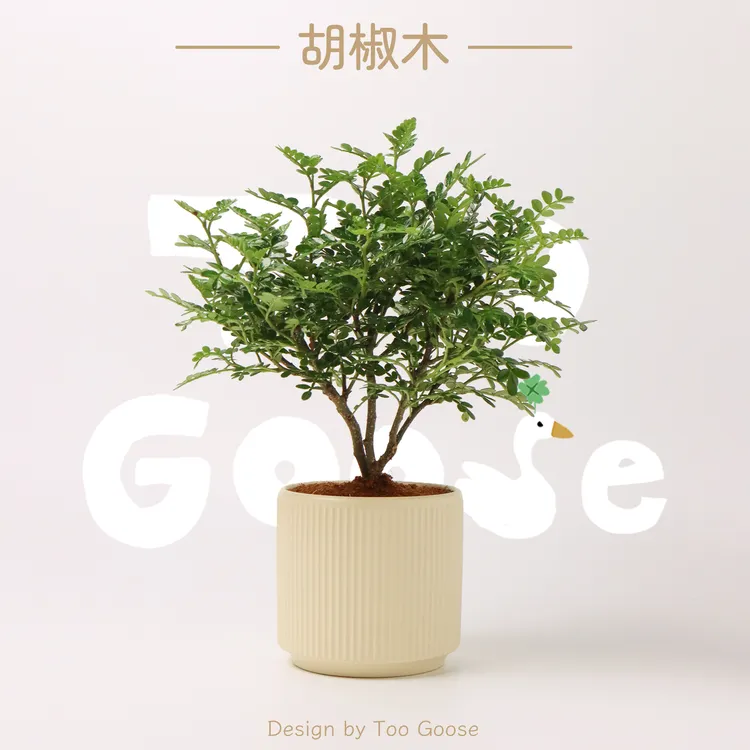 【呆鹅家-胡椒木】清香木盆栽绿植植物室内驱蚊办公室盆景净化空气
