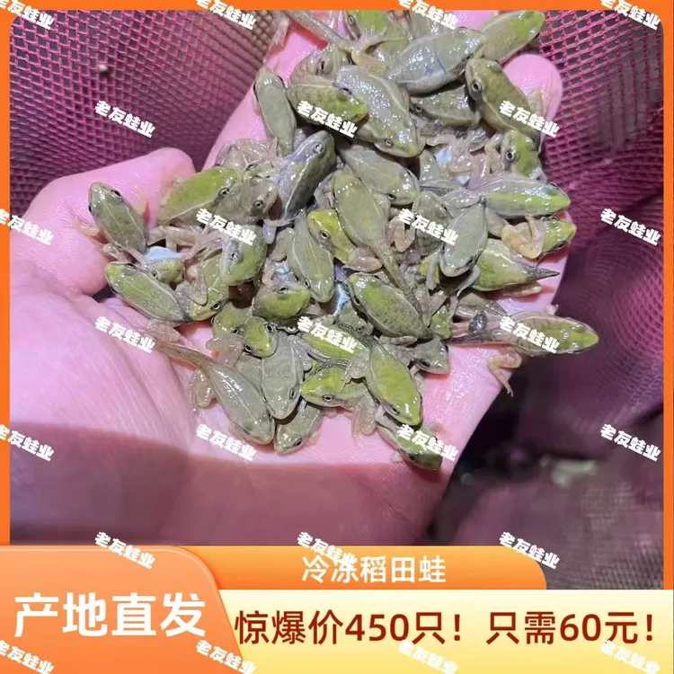 雷龙黄金眼镜蛇红龙饲料阿萨姆稻田青蛙雷龙专用幼苗鱼食增色鱼粮