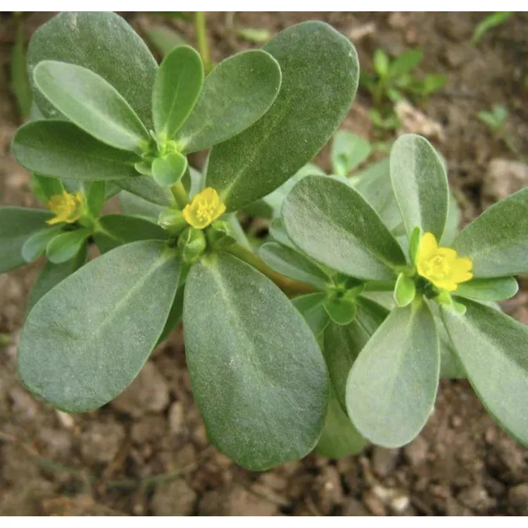 马齿苋种子草本植物耐热耐旱四季阳台小院盆栽地栽