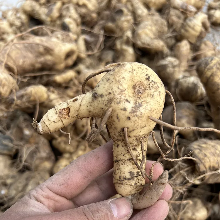 九蒸九晒姜，冰箱冷藏