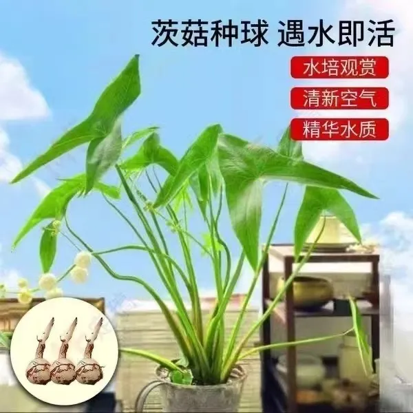 水生植物慈菇种苗茨菇种球水培茨菇阳台室内净化水质鱼缸造景水草
