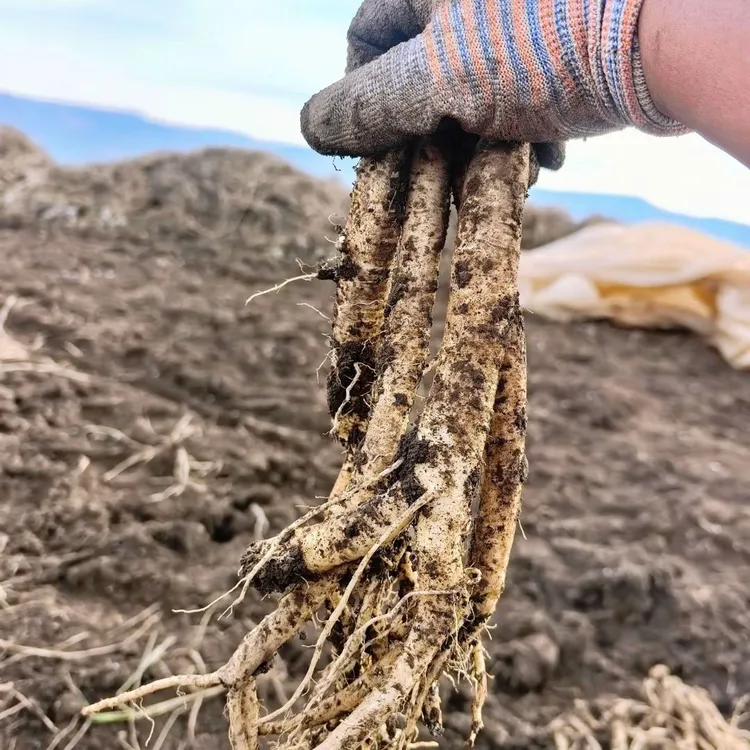 威宁高山党参，带泥发货，下单威宁原产地包邮发货