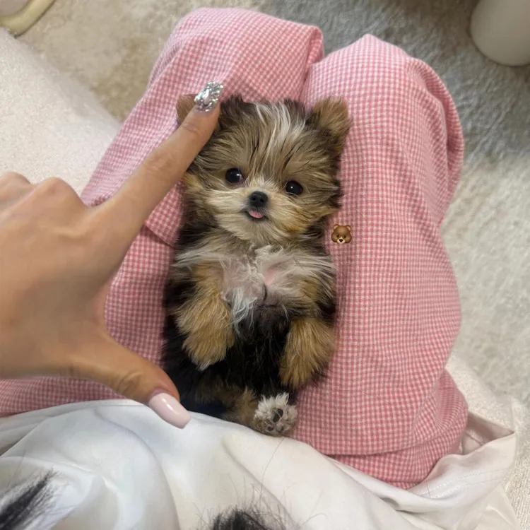 【小九九】萌宠纯种约克夏超小体茶杯幼犬宠物狗约克夏幼犬