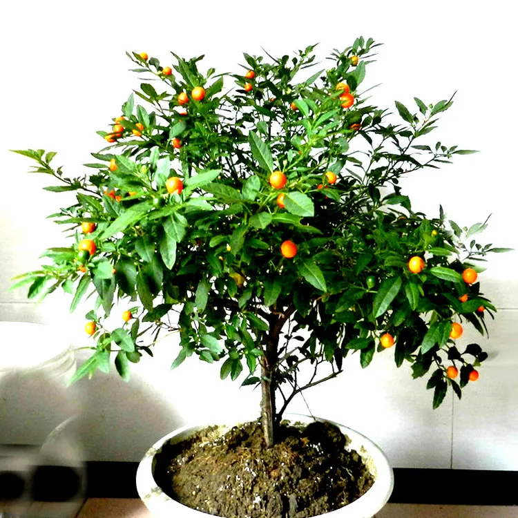 冬珊瑚盆栽花苗观植物花卉珊瑚樱看樱桃珊瑚豆吉庆果阳台庭院绿植