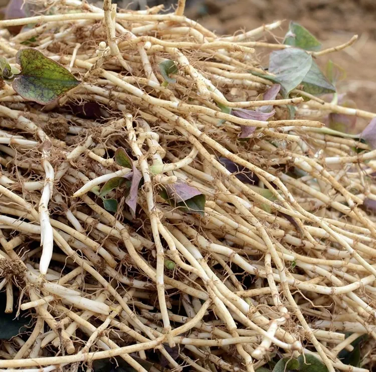 农家现挖新鲜鱼腥草折耳根脆嫩可凉拌炒腊肉