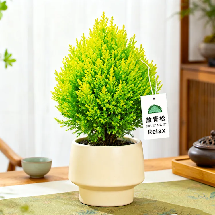 小香松盆栽室内懒人好养办公室桌面小绿植节日礼物四季常青圣诞树