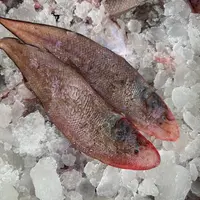 【泽妮精选】本港野生小船龙利鱼  玉秃鱼