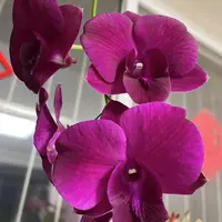 新熊猫石斛兰盆栽花卉花期长易爆花发货室内阳台美观易养护