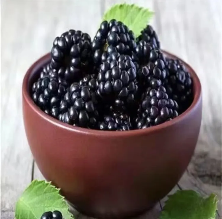 【黑树莓种子】家庭阳台小院盆栽地栽四季种植