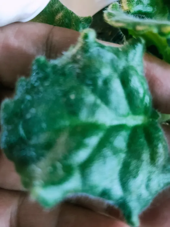 非洲堇叶片14片14个品种（送扦插土）