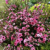 松红梅 精致耐寒好养室内阳台 云南鲜花绿植