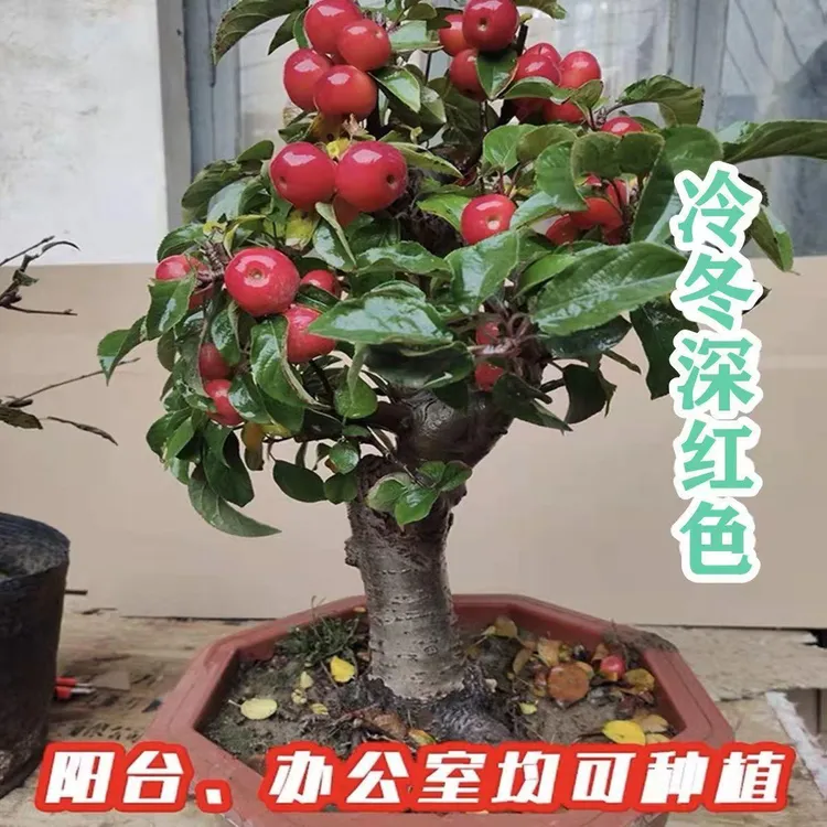 海棠果冬红果盆景南方北方贵人果观赏食用盆栽地栽老桩长寿果阳台