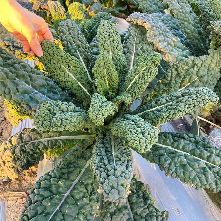 【zs】皱叶菜 黑乌羽衣甘蓝种子叶用羽衣黑甘蓝皱叶甘蓝