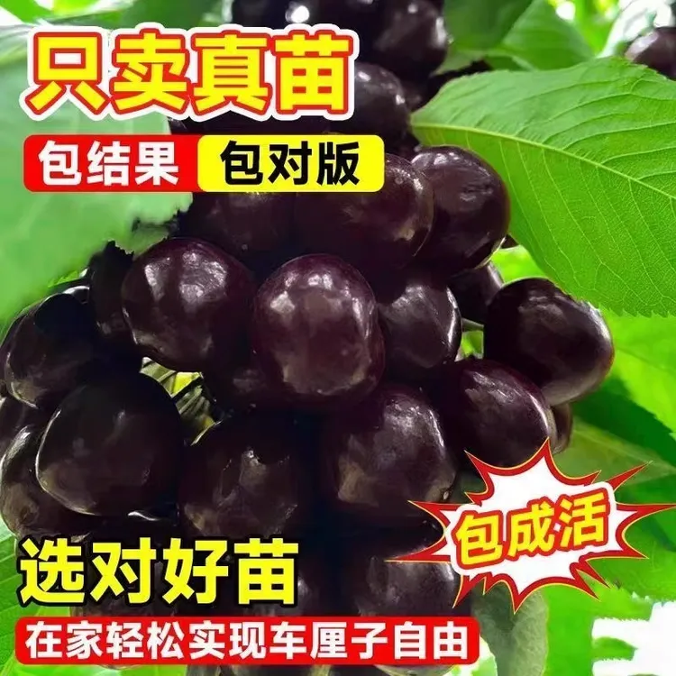 车厘子树苗樱桃树南方北方种植盆栽庭院果树矮化抗旱耐寒果树苗