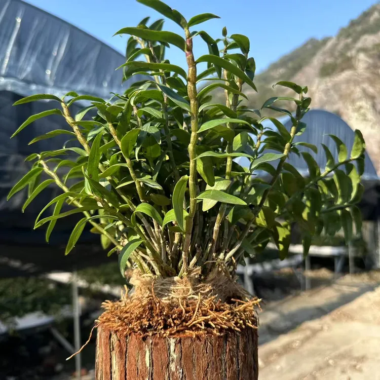 雁荡山树桩种植铁皮石斛室内外种植可食用绿植懒人种植绿植花卉