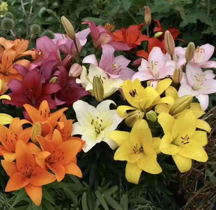 【带芽发货】百合种球带根芽庭院阳台室内室外花卉浓香型