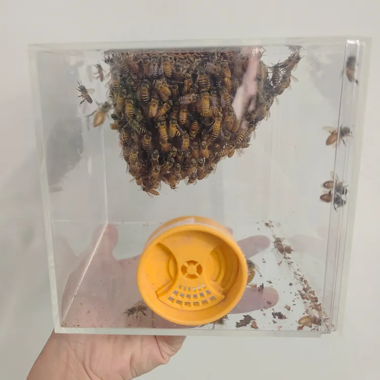 透明宠物蜜蜂箱盒子15*15*15cm床枕写大字报水洗棉综