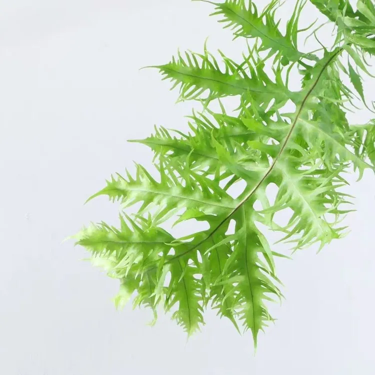 羽毛蕨 叶片美丽轻盈似羽毛 观叶蕨类植物 室内盆栽绿植 亦可垂吊