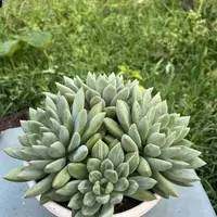 王小二多头象牙全店多肉任意拍满9.9元发货 拍满5单送一包吡虫啉