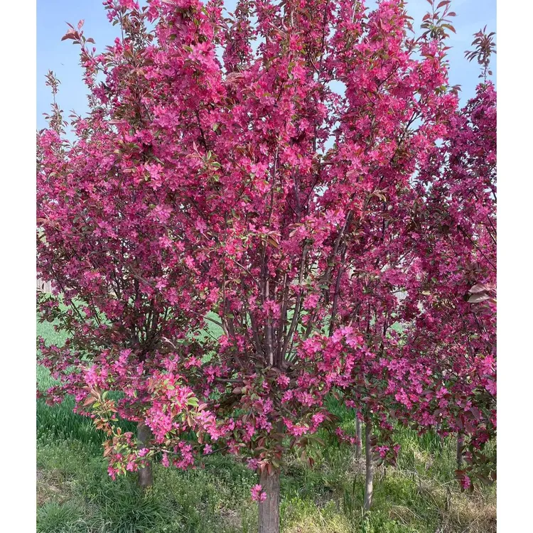 北美海棠绚丽海棠花开正艳，观花观果两相宜，绚丽多彩装点您的生活