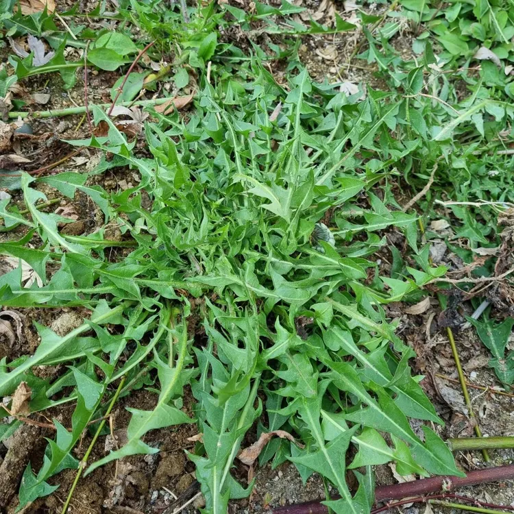 东北野生山野菜新鲜蒲公英 沾酱菜东北新鲜婆婆丁 500g现挖现发