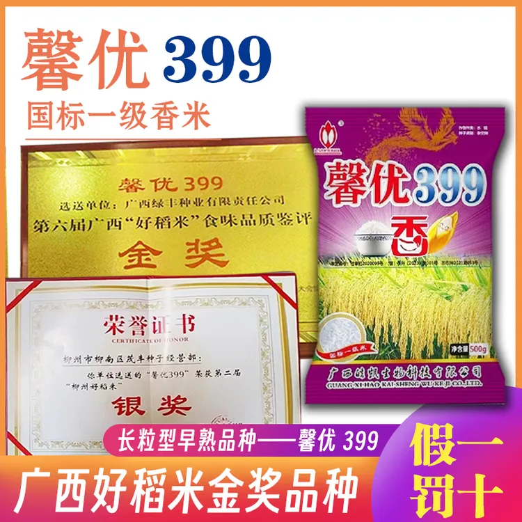 水稻种子馨优399长粒型一级长粒米水稻广西好香稻金奖品种