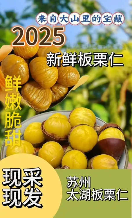 【现摘现发】2025苏州太湖新鲜板栗生栗子新鲜嫩板栗仁