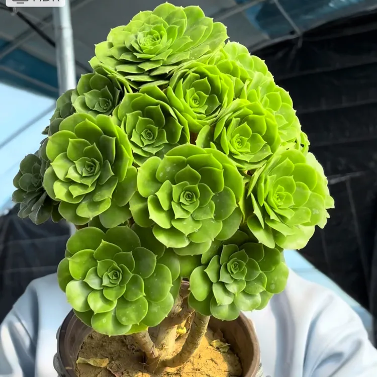 绿植盆栽绿法师老桩绿羊绒法师绿玫瑰多肉植物室内阳台防辐射