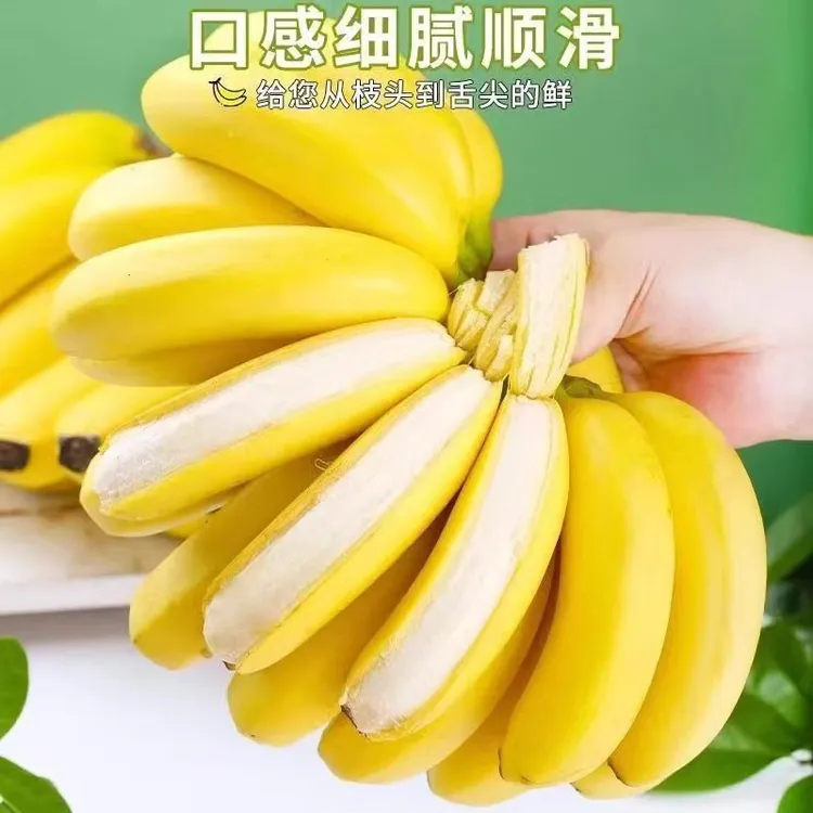新鲜香蕉广东徐闻香甜自然应季当季水果青皮整箱批发