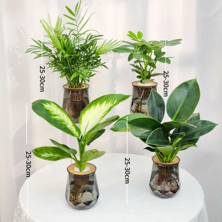 【买三送一】水培绿植四件套家居净化空气玛丽安金钻富贵椰子鸭脚木