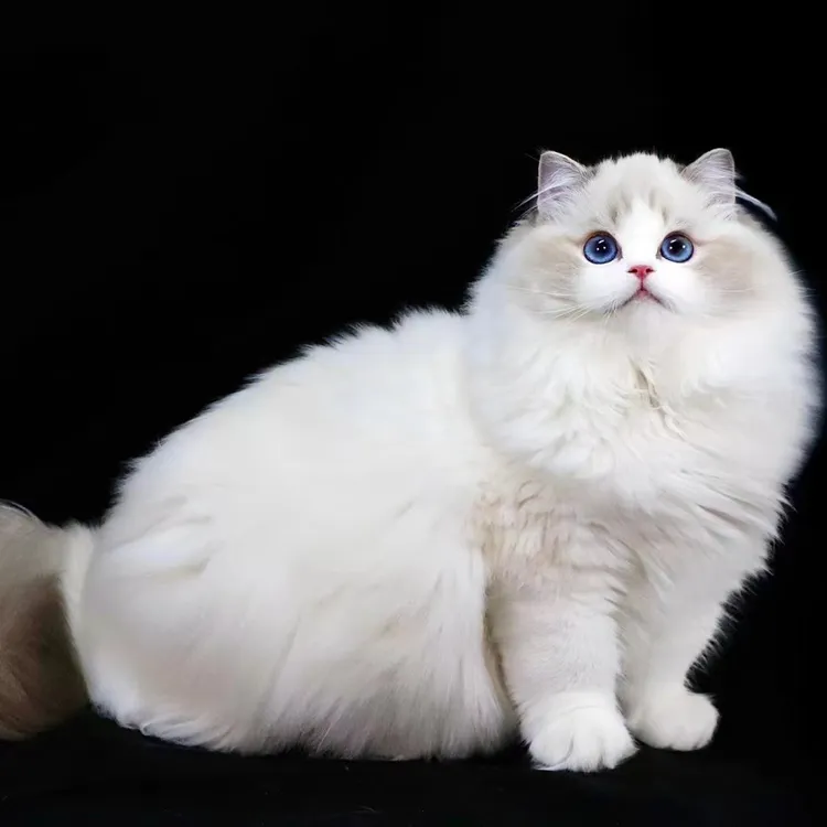 精品布偶猫宠物活体