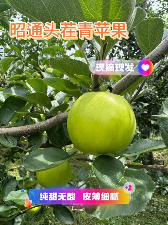 头茬现摘新鲜青苹果当季应季水果口感脆甜多汁纯甜无酸