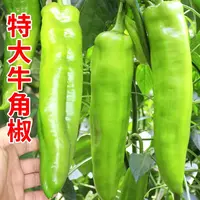 【满五包包邮】特大牛角椒辣椒种菜种子四季花卉辣椒籽