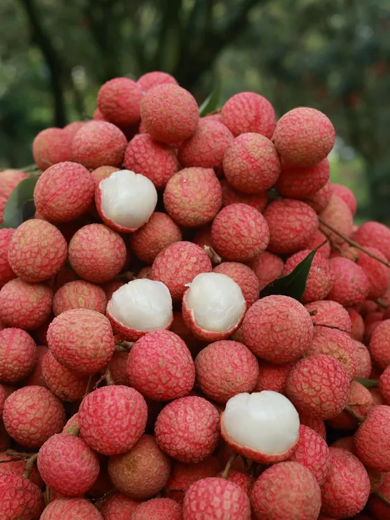 （京东冷链包邮)广东高州白糖罂荔枝当季水果清甜爆汁现摘新鲜荔枝