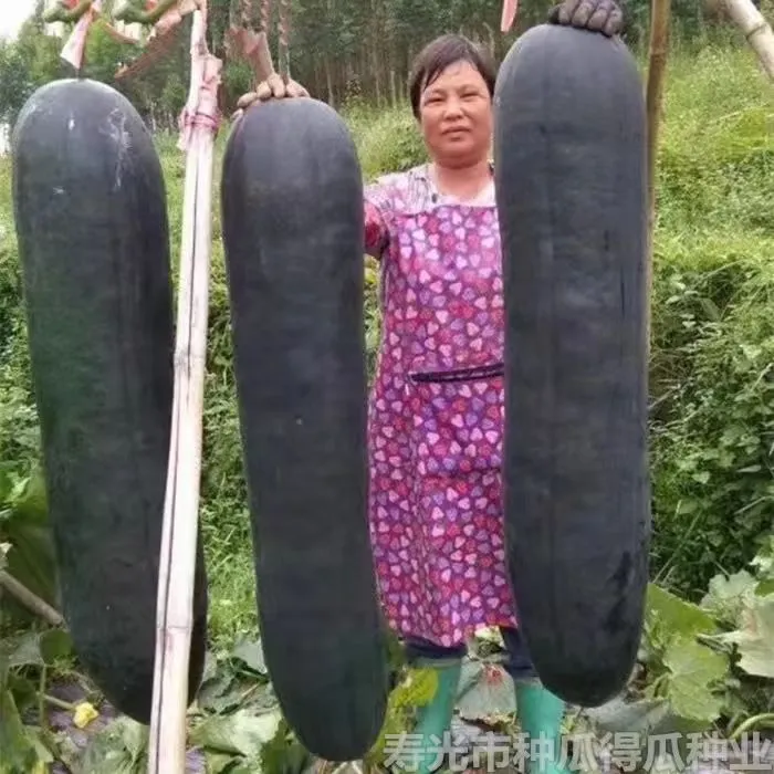 巨型特大黑皮冬瓜种满地爬不搭架早熟四季播种瓜高产田园蔬菜种子