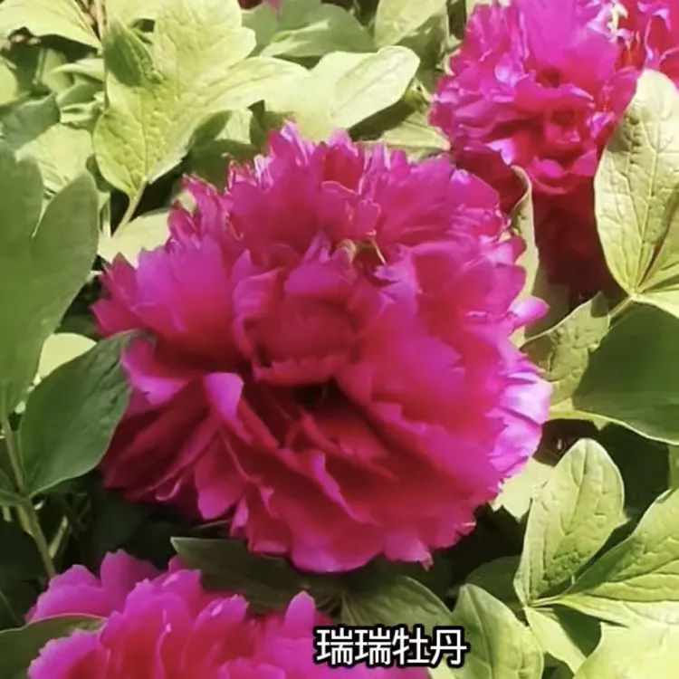 彤云紫色牡丹大花重瓣观赏大苗树苗庭院盆栽地栽菏泽基地直发