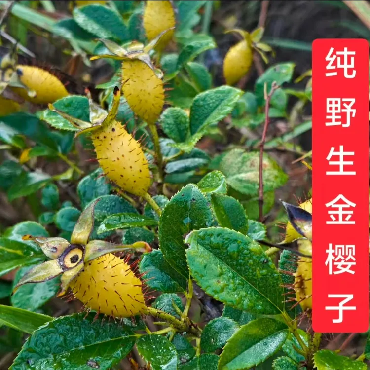 2025湖北大山新鲜采摘野生金樱子泡酒泡水煲汤刺梨子包邮