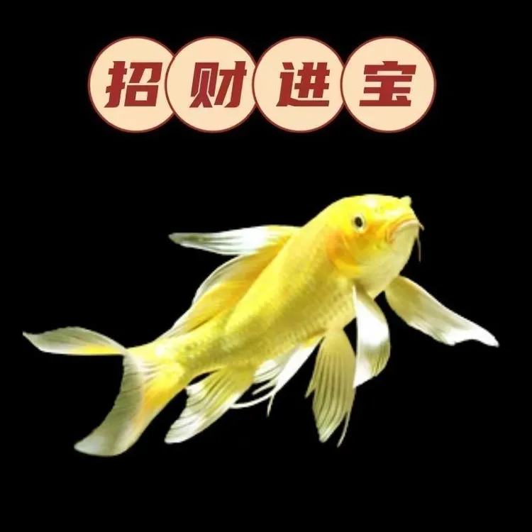 台湾纯种白蝴蝶鲤观赏鱼大鳍大尾冷水好养耐活适合混养