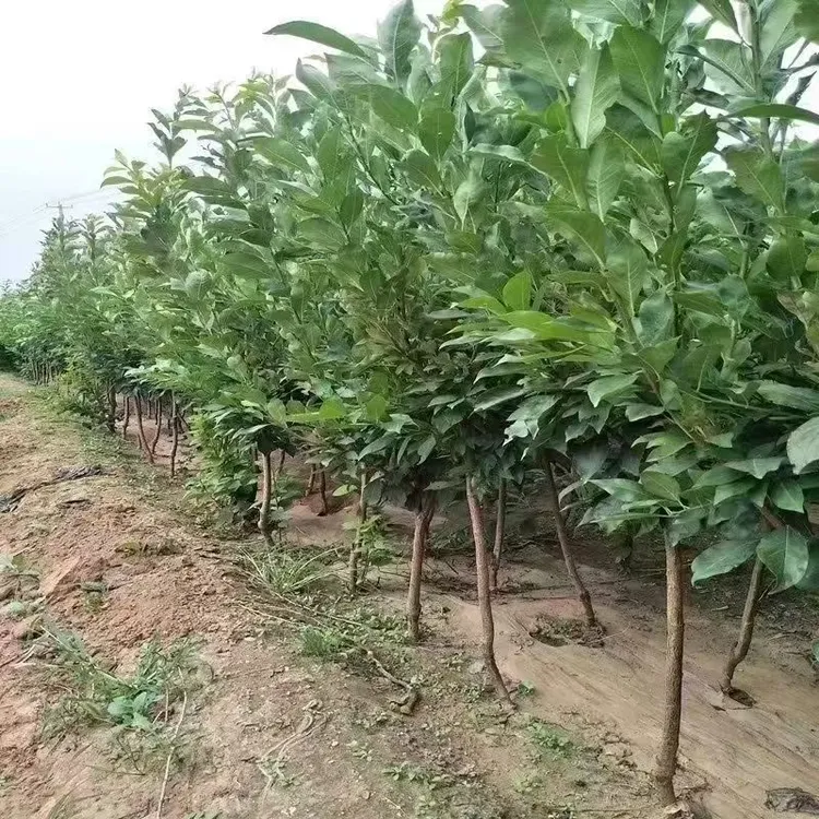 四川正宗蜂糖李树苗嫁接苗【特大脆甜离核南北方可种植】