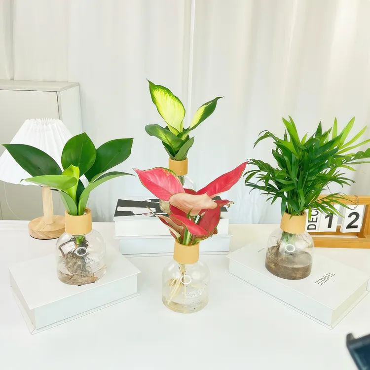 水培植物金钻鸭脚木办公室内花卉小绿植四季好养袖子椰子水养盆栽