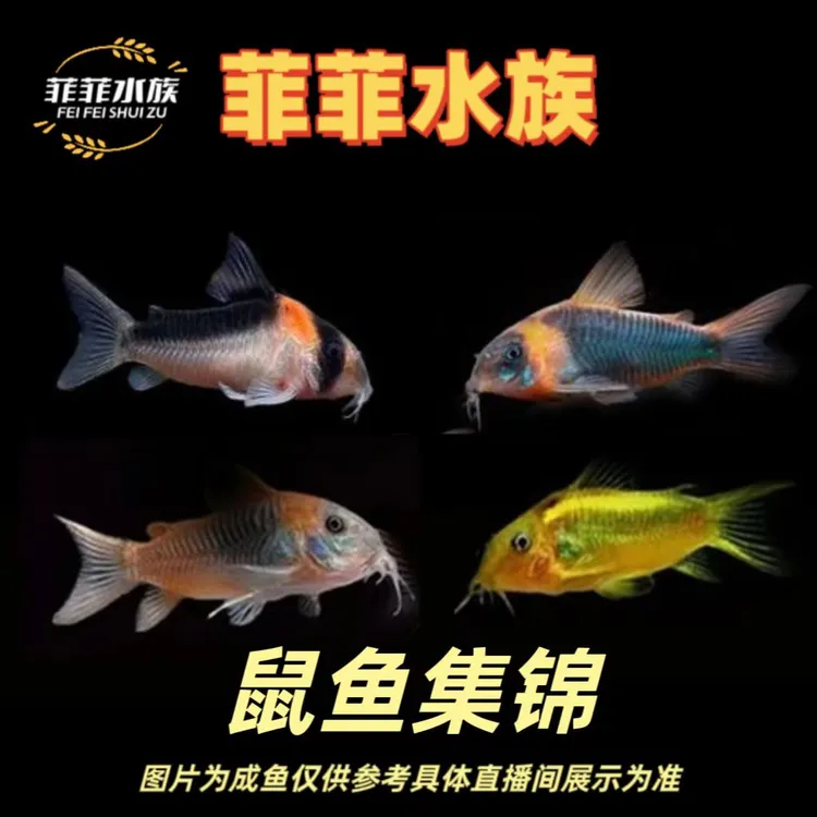 鼠鱼合集黑金红头鼠金线金鼠委青鼠金翅珍珠鼠尼青鼠养鱼饲养活体