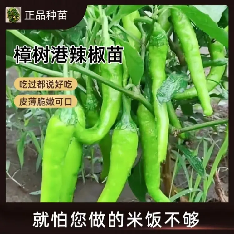 正品种苗樟树港辣椒秧苗春季种植带土发货