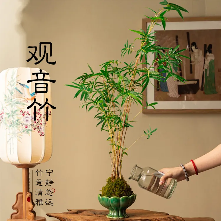 米竹植物凤尾观音竹子盆栽苔藓球新中式懒人盆景办公桌茶桌面绿植
