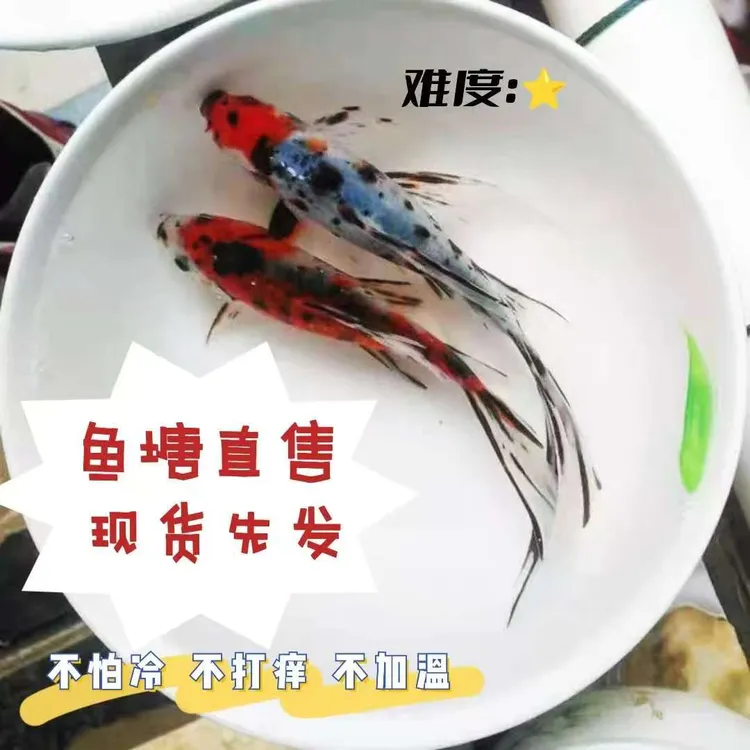 顺丰五花草金鱼冷水鱼淡水鱼兰花锦鲫锦鲤鱼活体好养草金观赏鱼