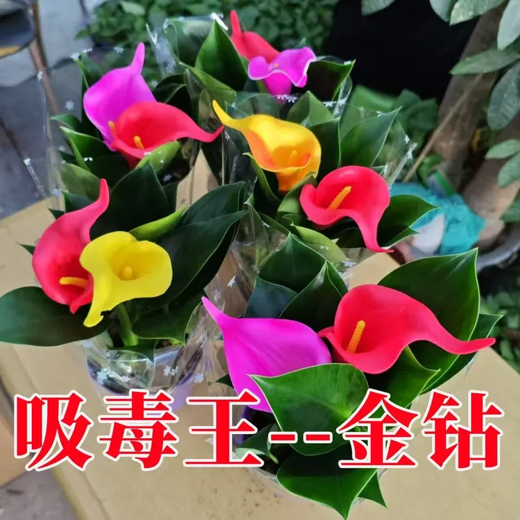 绿公主金钻室内盆栽吸甲醛净化空气四季常青易养植物